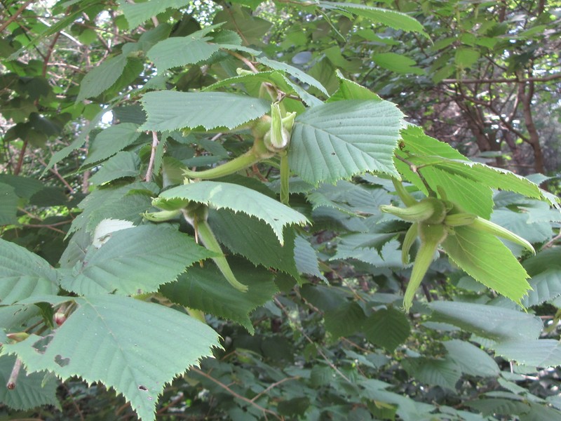 Corylus sieboldiana photo 2