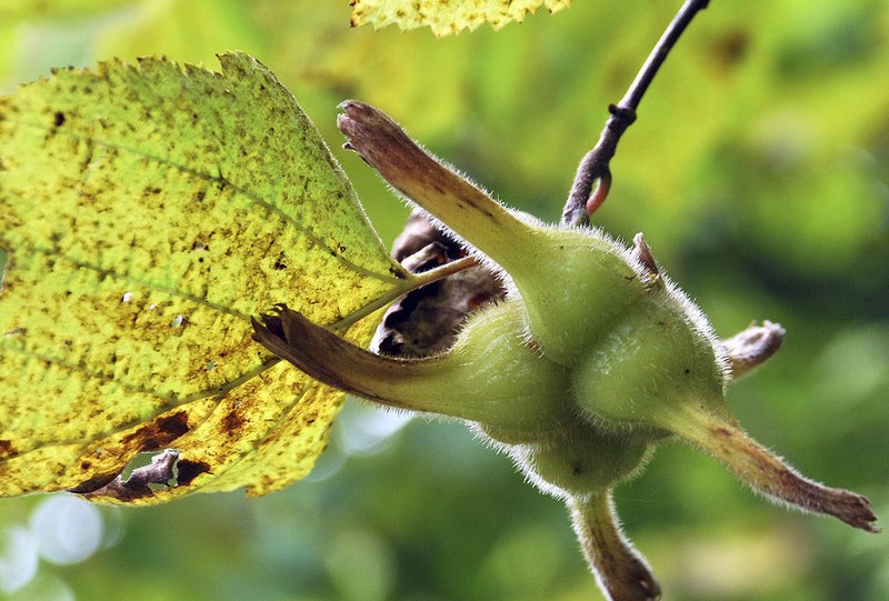 Corylus sieboldiana photo 3