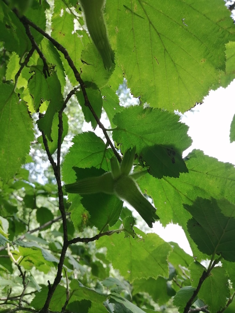 Corylus sieboldiana photo 4