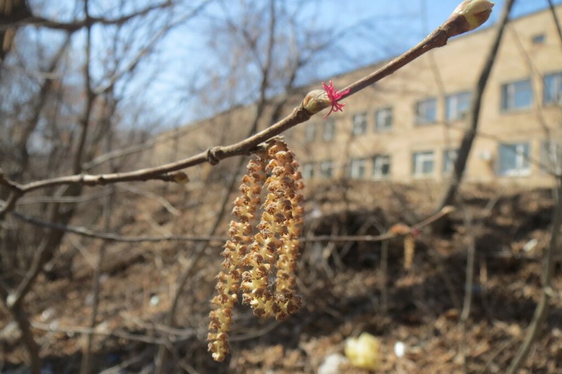 Corylus sieboldiana photo 5