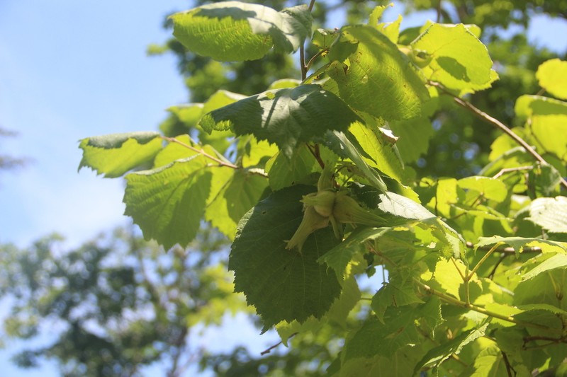 Corylus sieboldiana photo 6