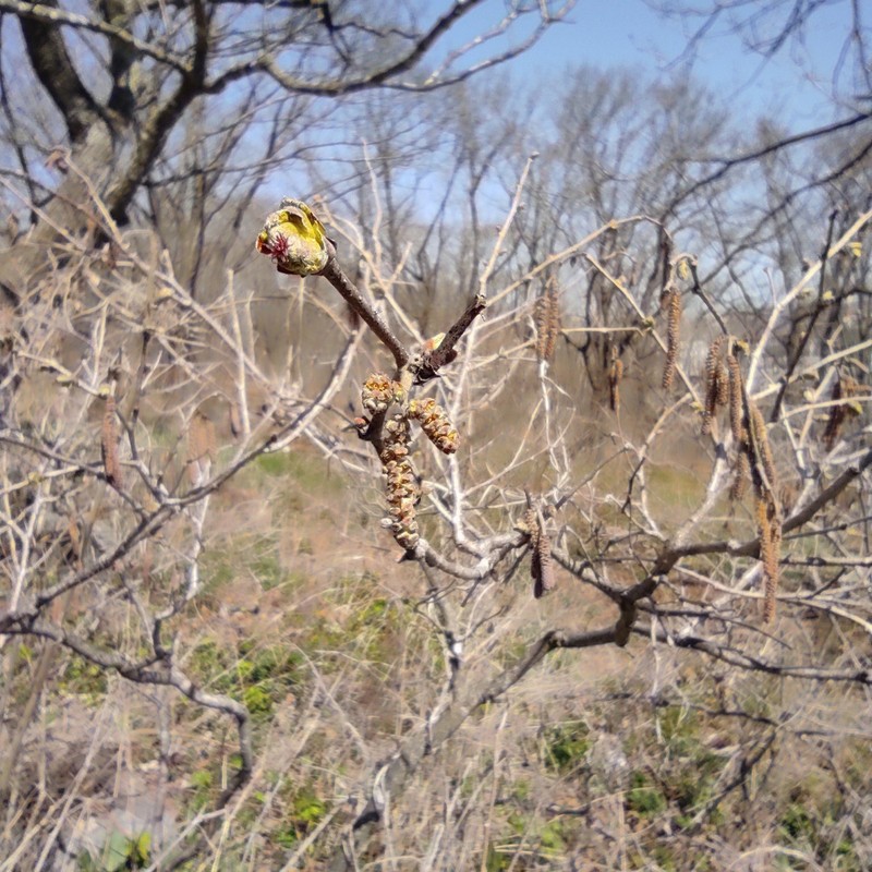 Corylus sieboldiana var. mandshurica photo 2