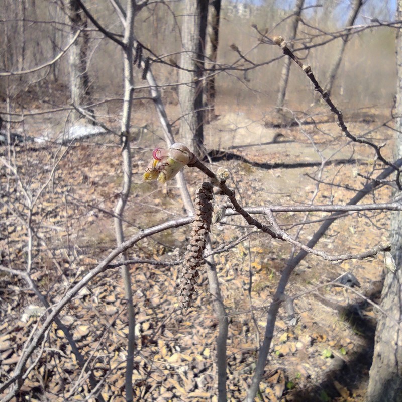 Corylus sieboldiana var. mandshurica photo 3