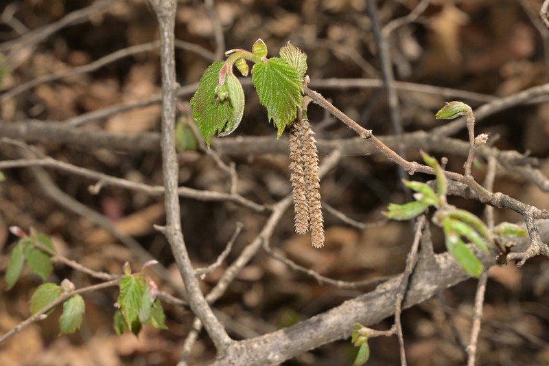 Corylus sieboldiana var. mandshurica photo 4