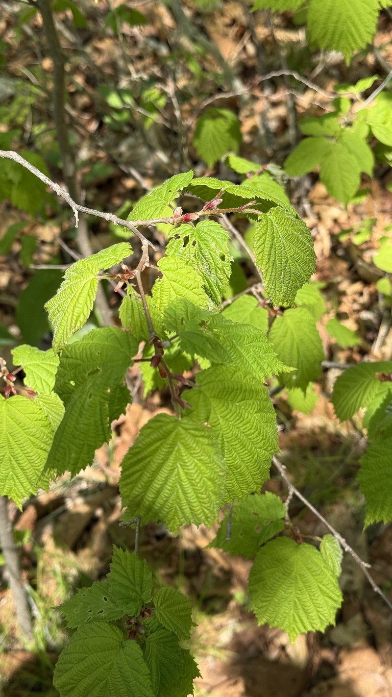 Corylus sieboldiana var. mandshurica photo 5