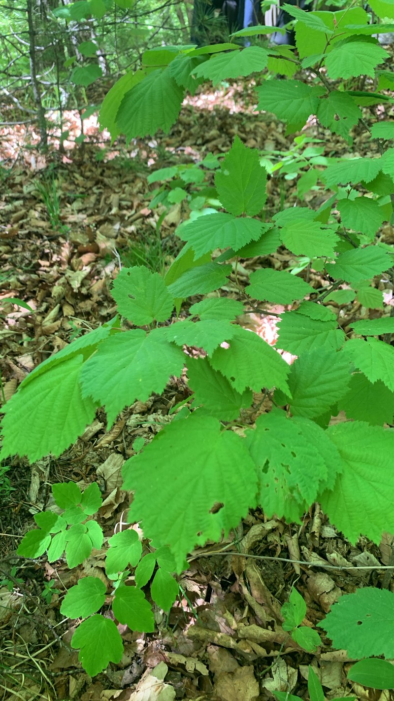 Corylus sieboldiana var. mandshurica photo 6