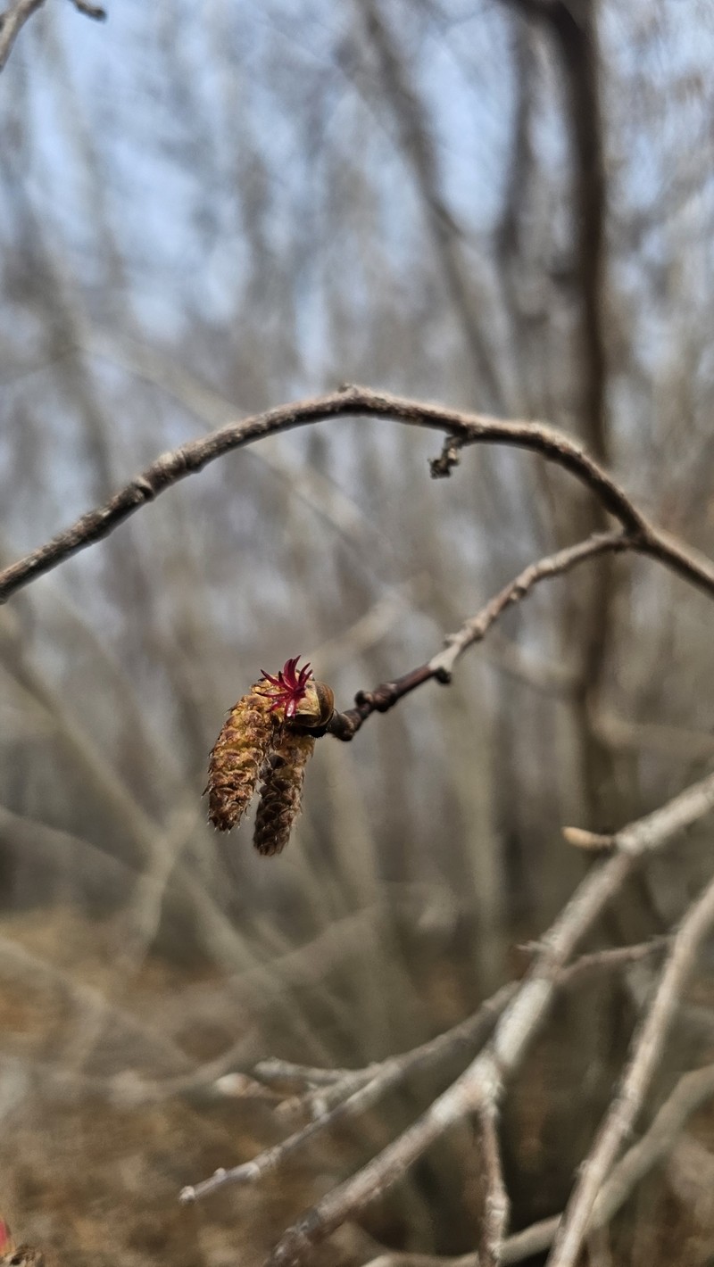 Corylus sieboldiana var. mandshurica photo 7