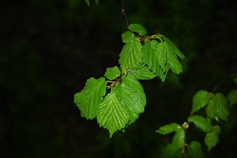 Corylus sieboldiana var. mandshurica photo 8