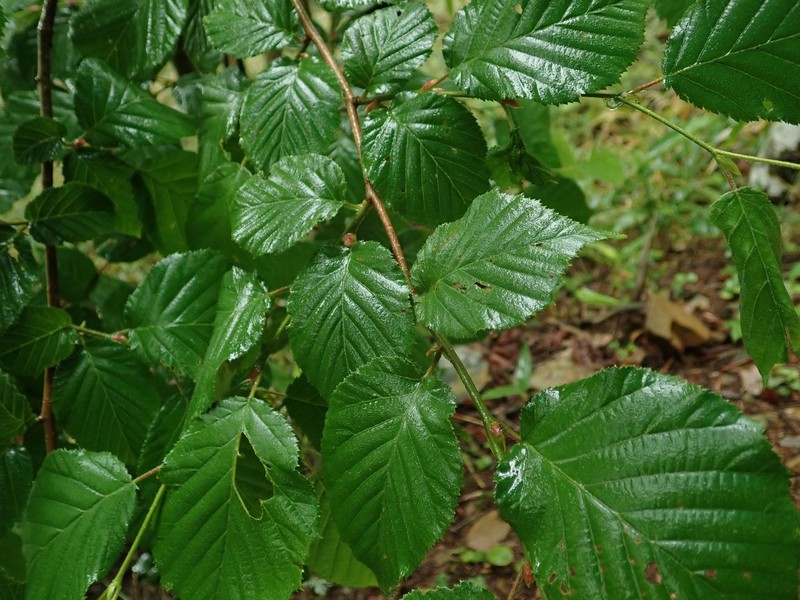 Corylus sieboldiana var. sieboldiana