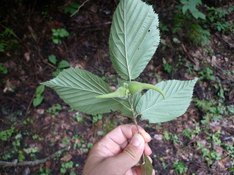 Corylus sieboldiana var. sieboldiana photo 2
