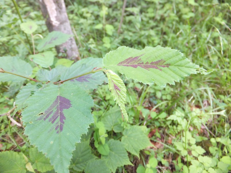 Corylus sieboldiana var. sieboldiana photo 3