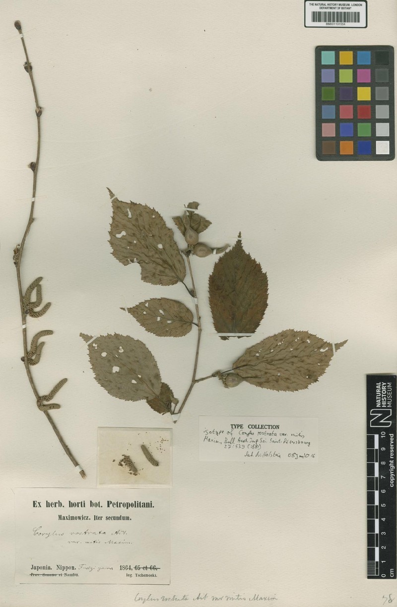 Corylus sieboldiana var. sieboldiana photo 4