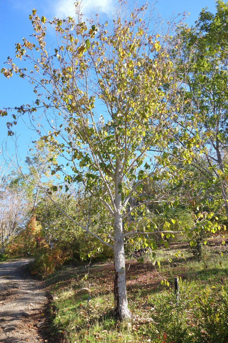 Corylus yunnanensis