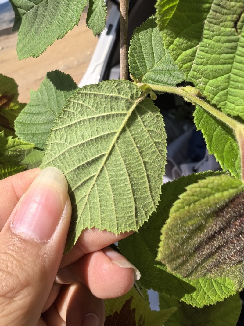 Corylus yunnanensis photo 2