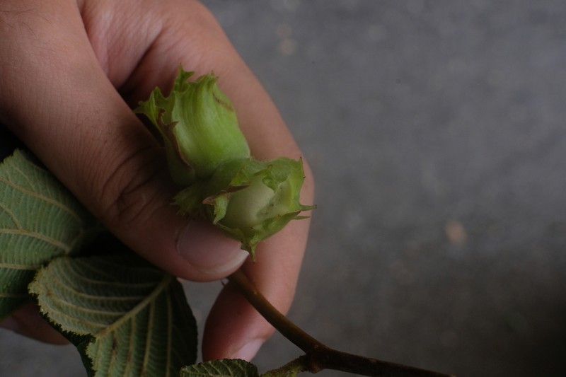 Corylus yunnanensis photo 3