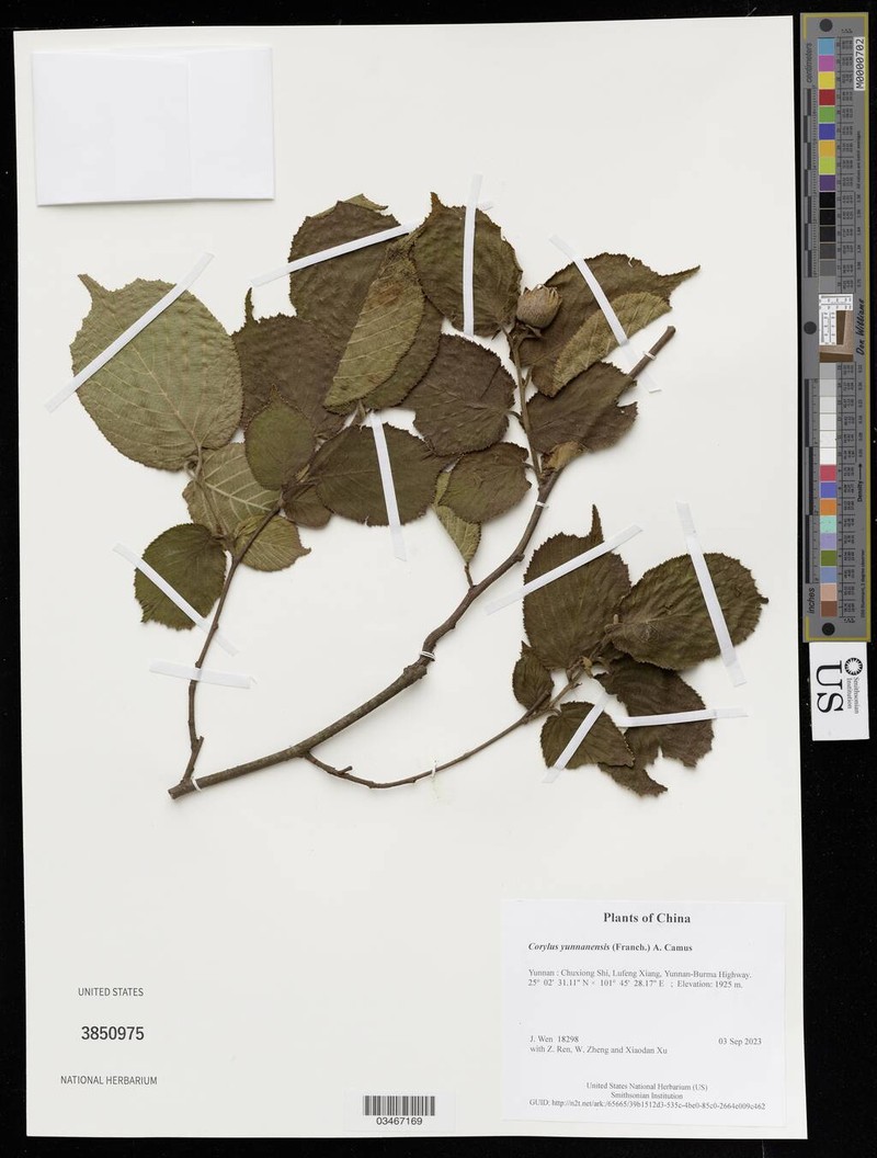 Corylus yunnanensis photo 4