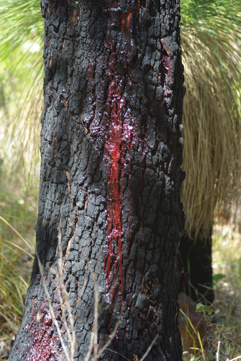 Redgum photo 2