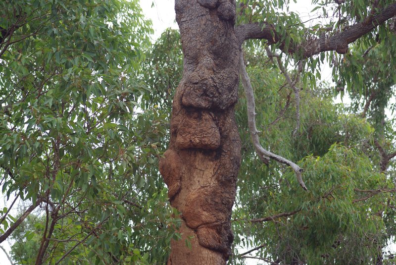 Redgum photo 3