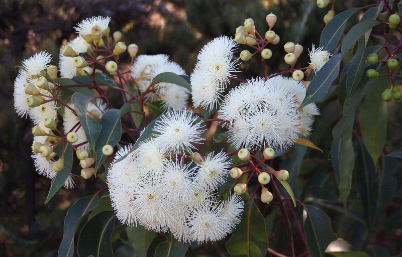 Redgum
