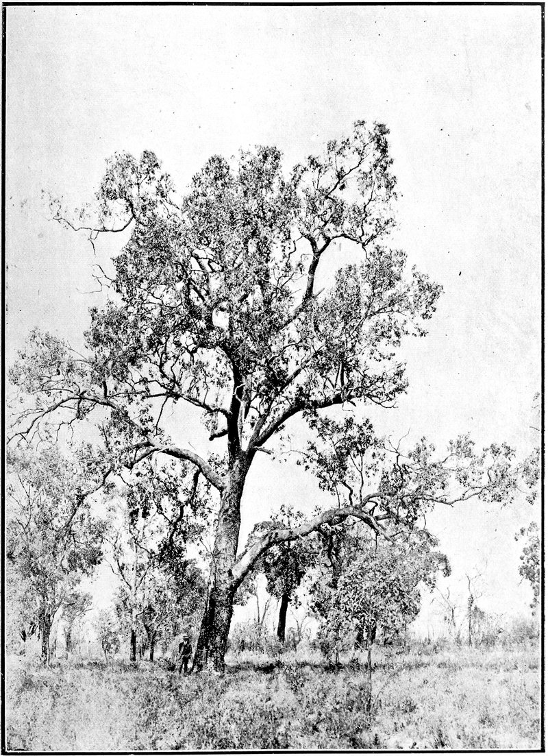 Redgum photo 5