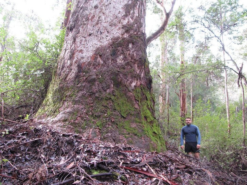 Redgum photo 7