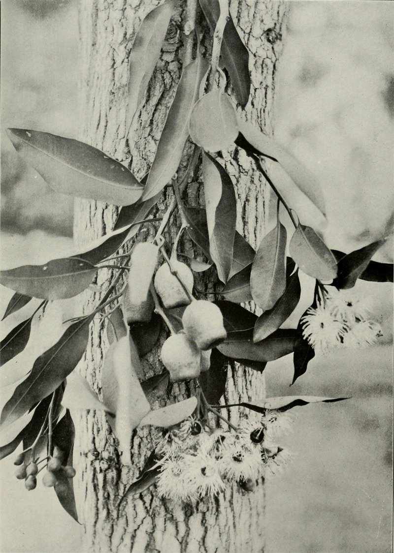 Redgum photo 8