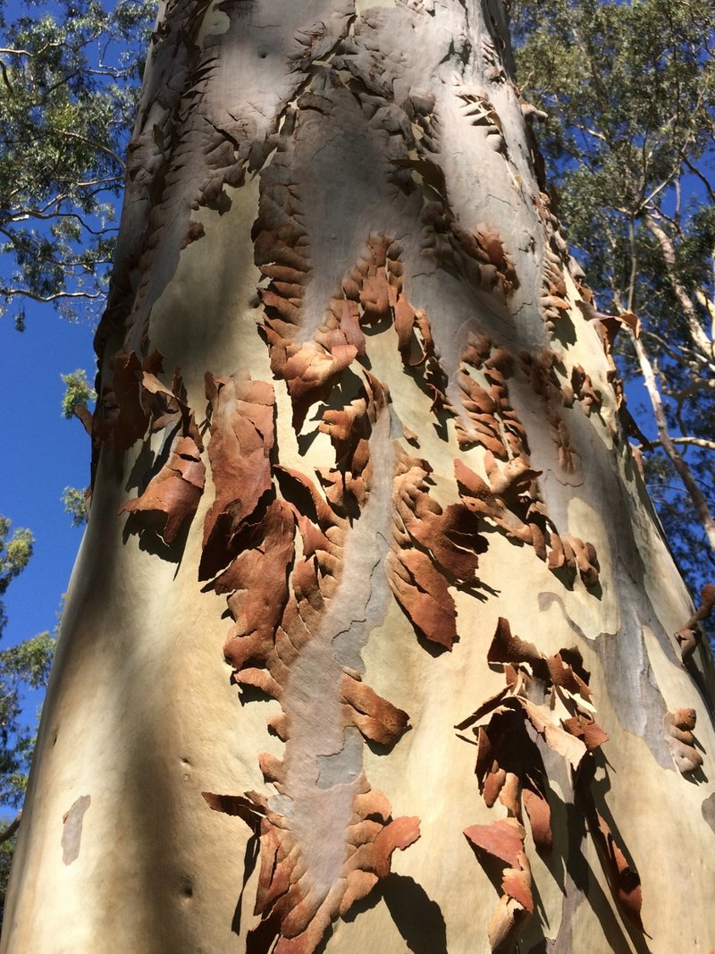 Lemonscented Gum photo 3