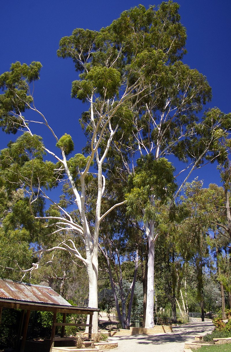 Lemonscented Gum