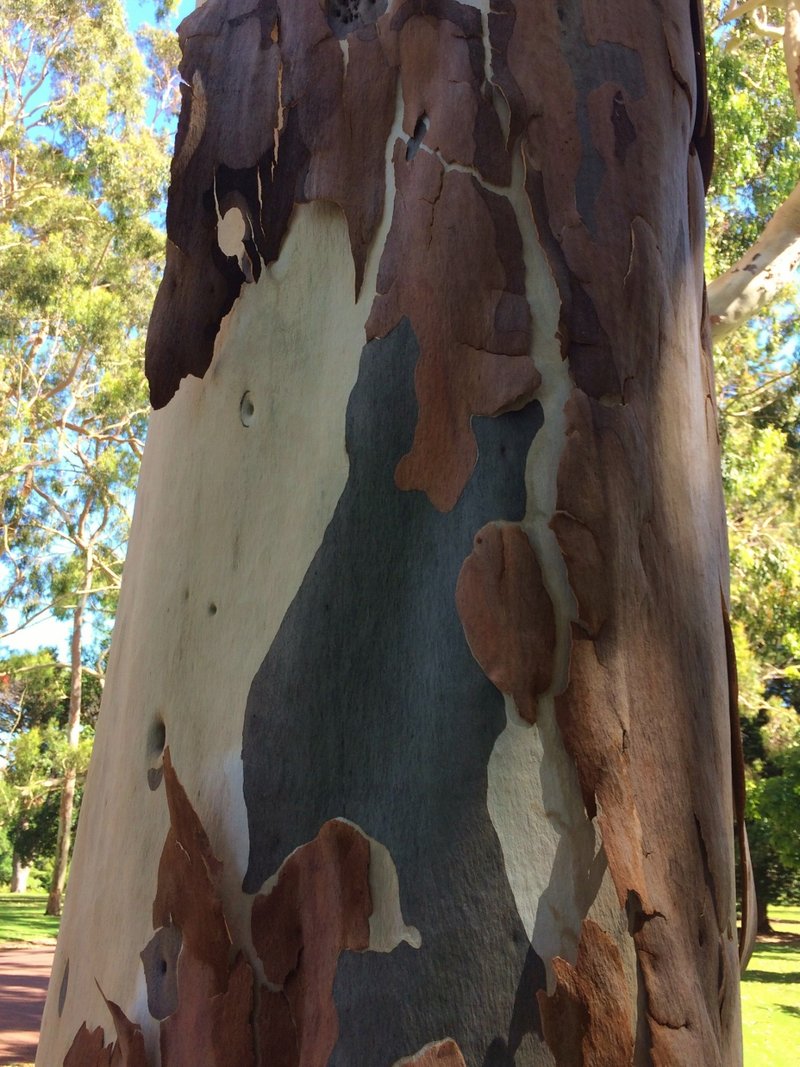 Lemonscented Gum photo 4