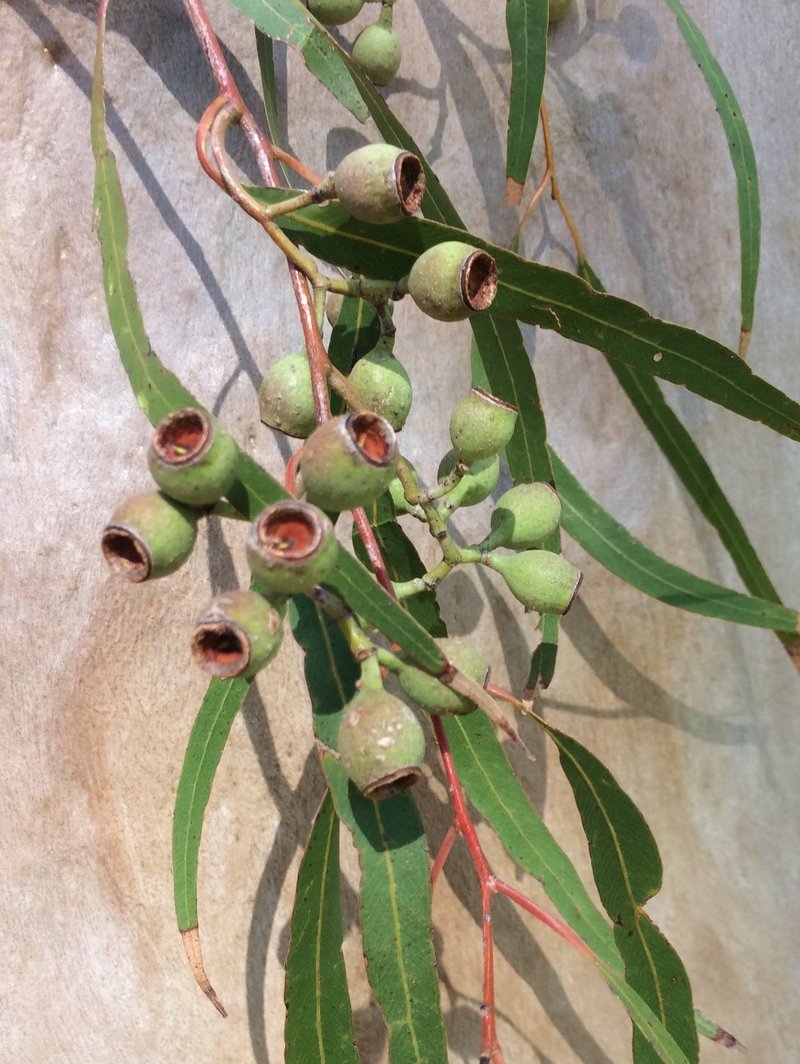 Lemonscented Gum photo 5