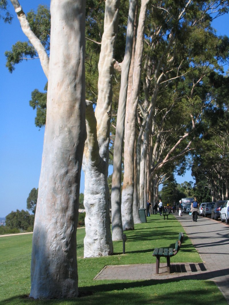 Lemonscented Gum photo 6