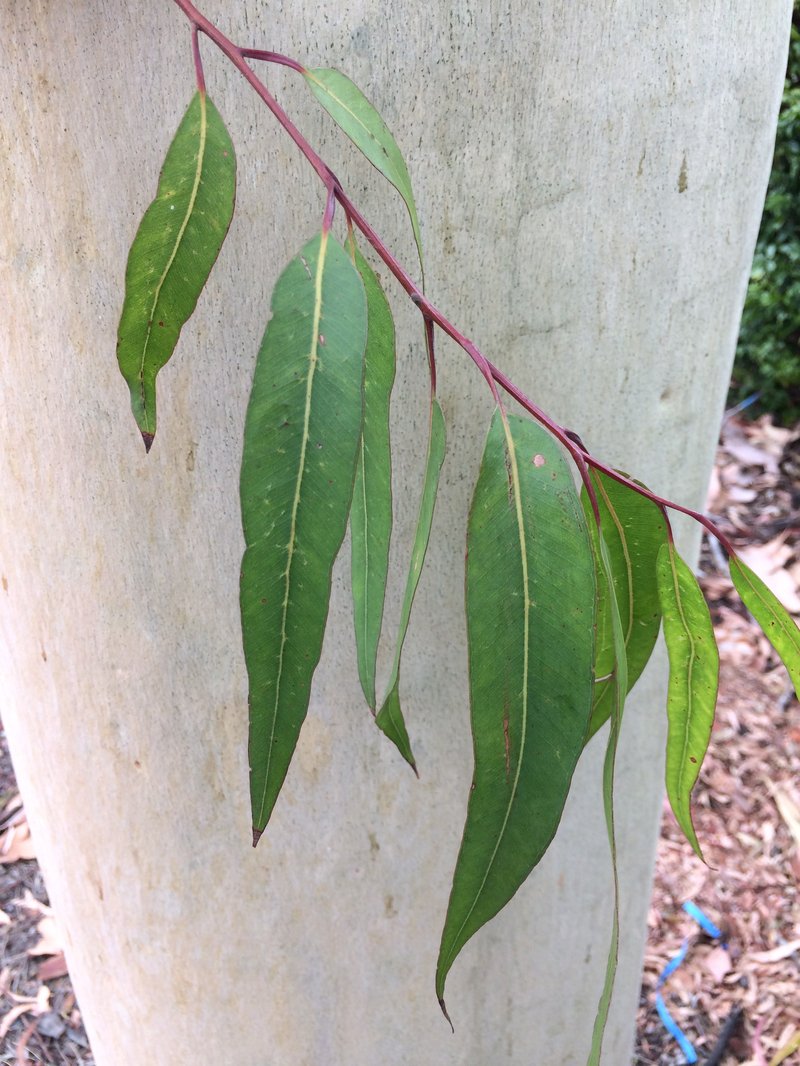 Lemonscented Gum photo 7