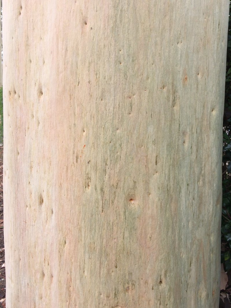 Lemonscented Gum photo 8