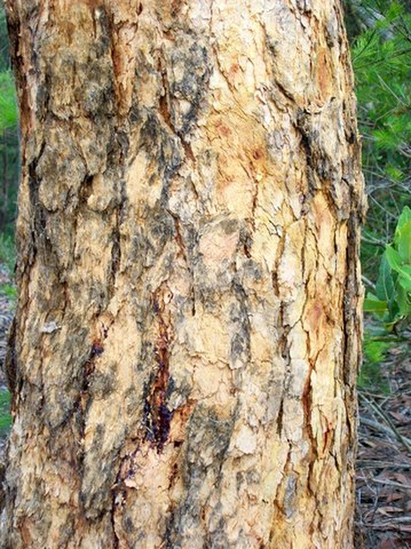 Yellow Bloodwood