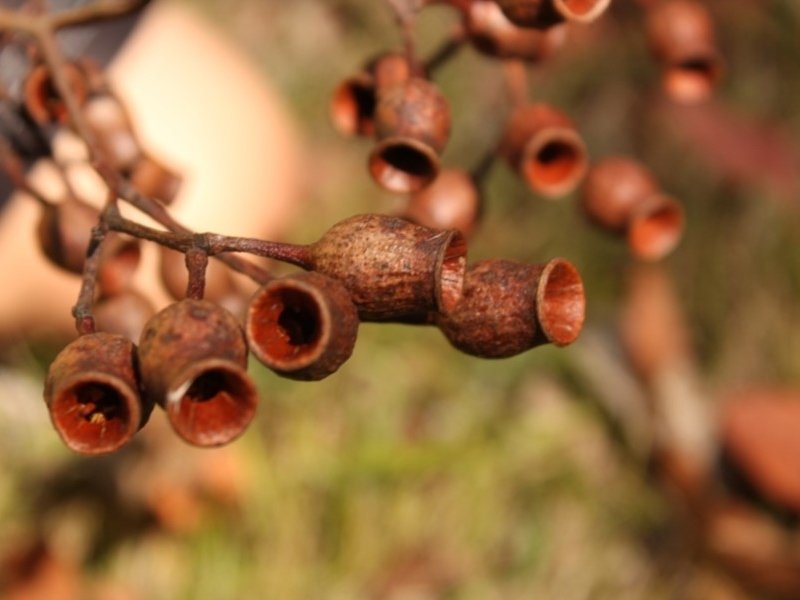 Red Bloodwood photo 6