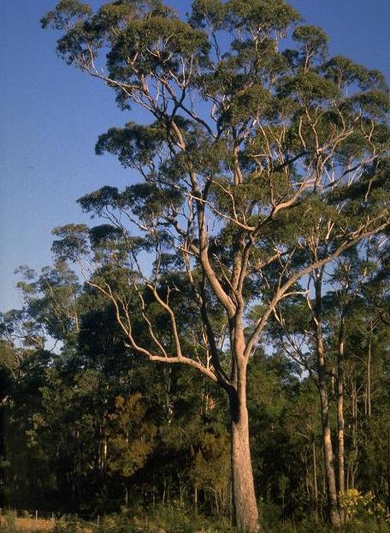 Red Bloodwood