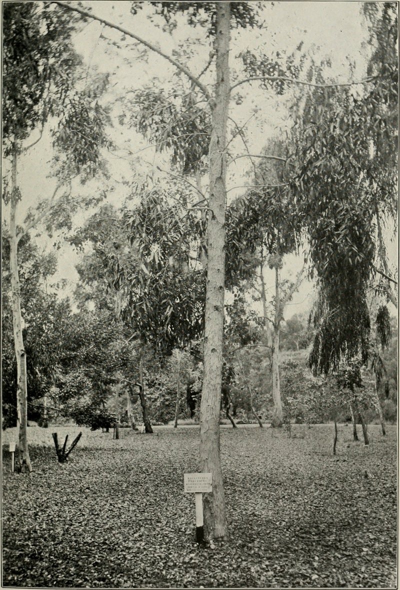 Red Bloodwood photo 7