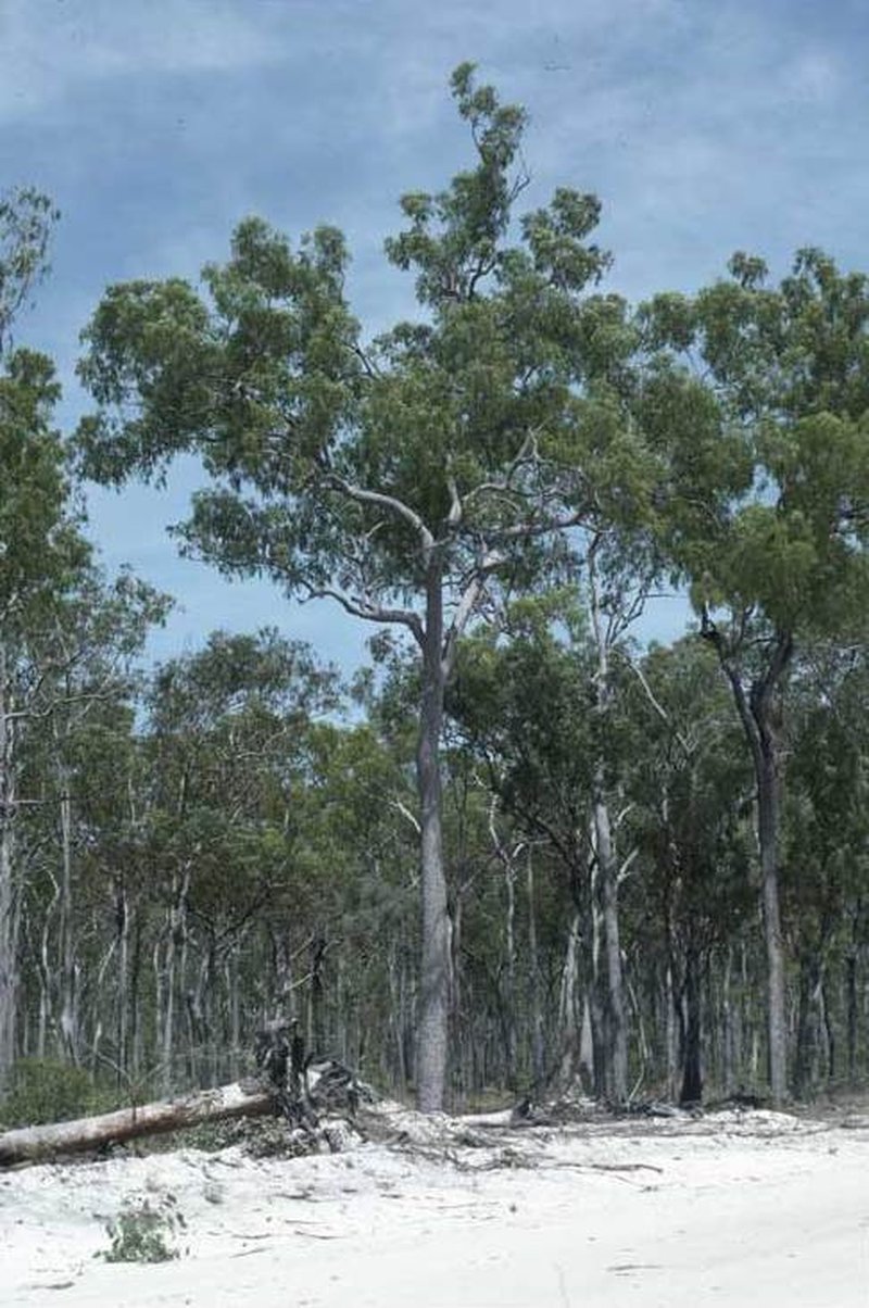 Corymbia nesophila