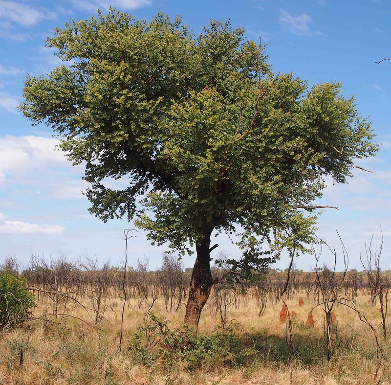 Corymbia setosa