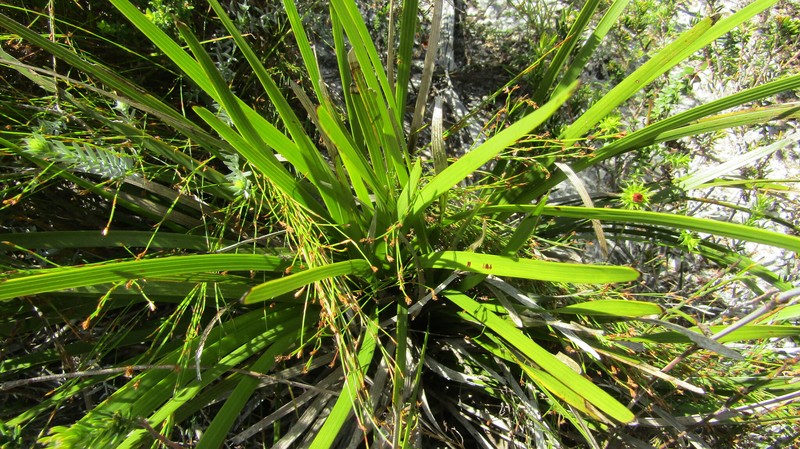 Corymbium glabrum var. glabrum photo 2