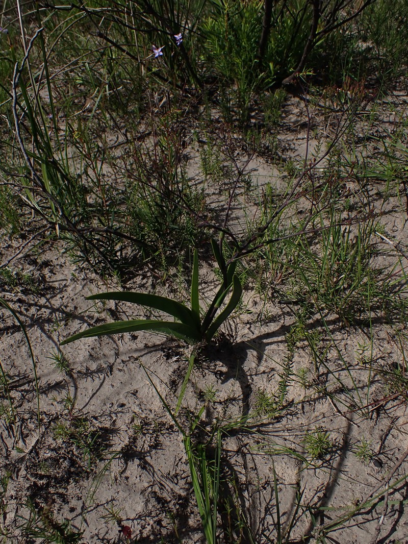 Corymbium glabrum var. glabrum photo 3