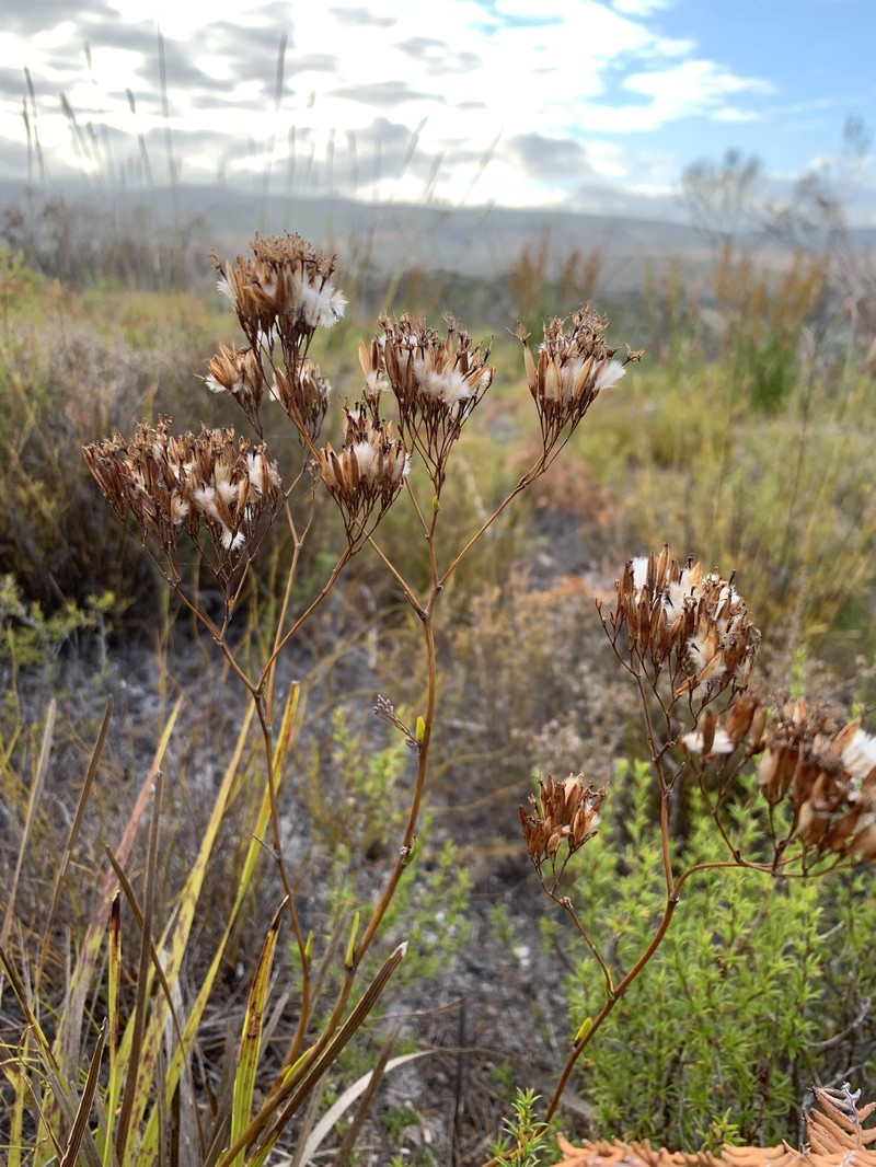 Corymbium glabrum var. glabrum photo 4