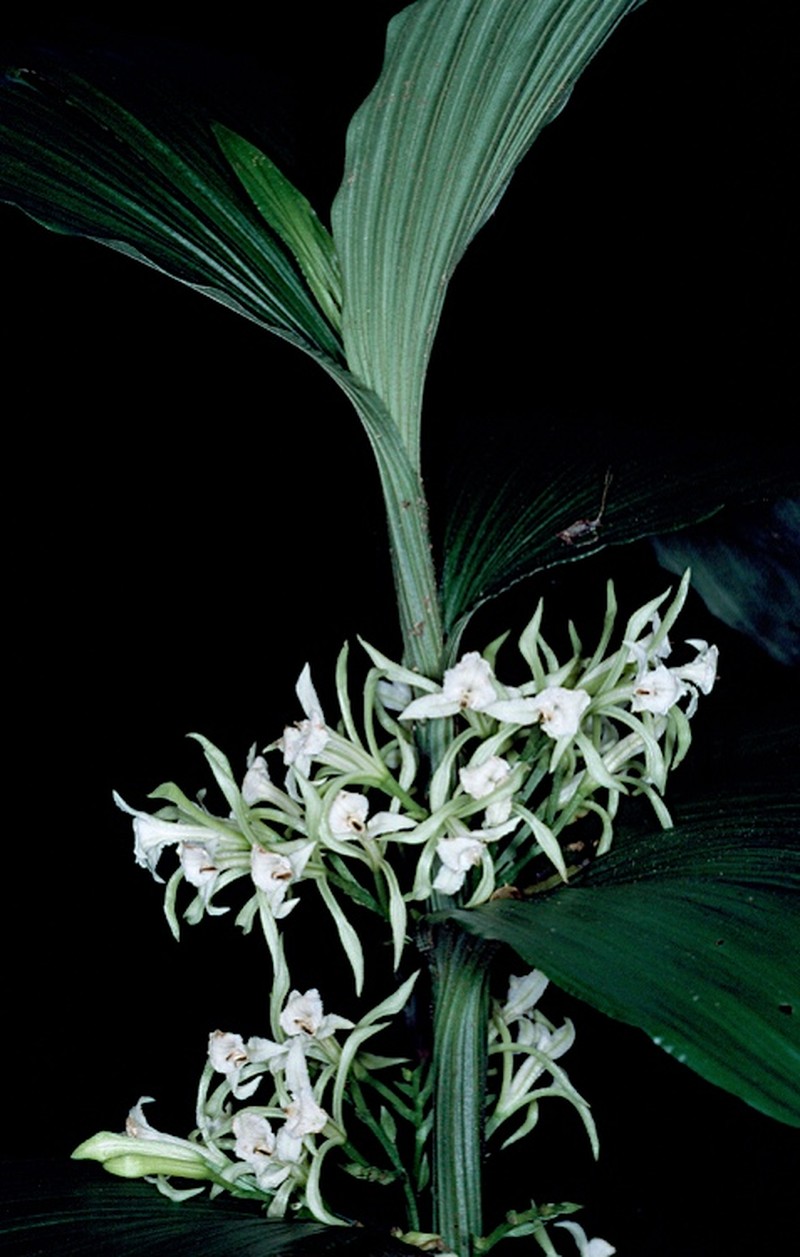 White Cinnamon Orchid