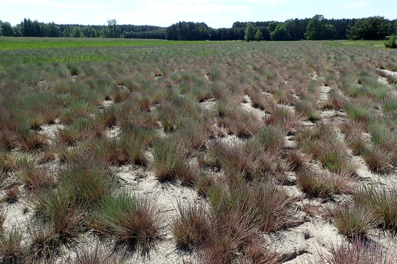 Gray Clubawn Grass photo 2