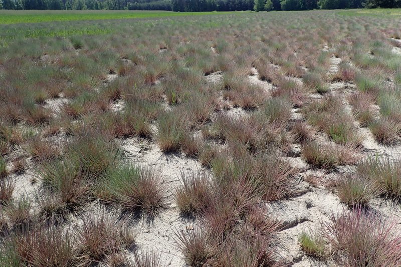 Gray Clubawn Grass photo 3