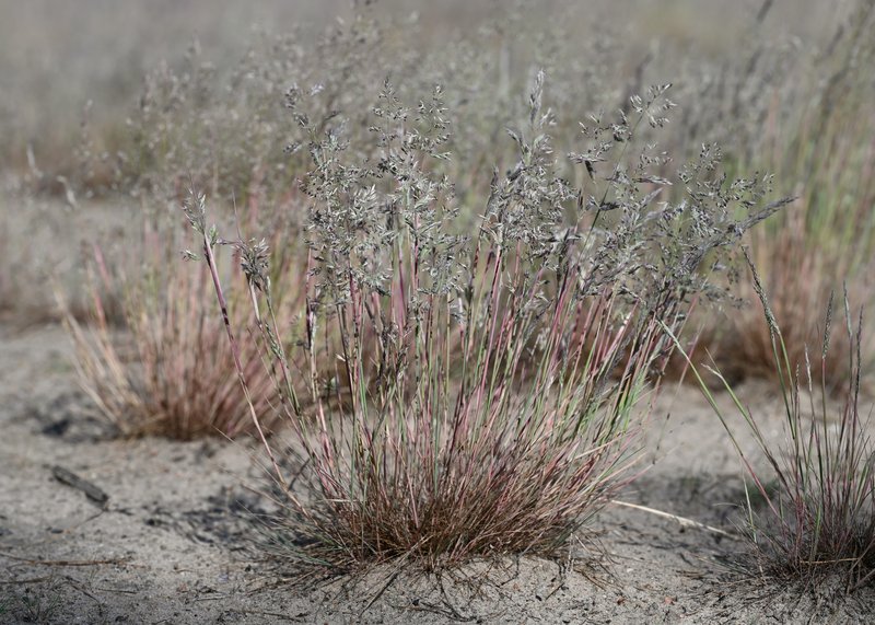 Gray Clubawn Grass photo 4