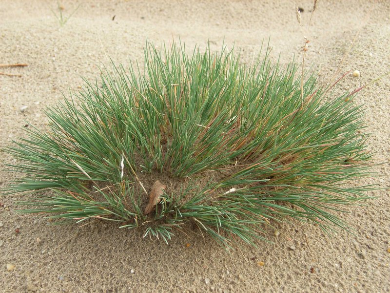 Gray Clubawn Grass