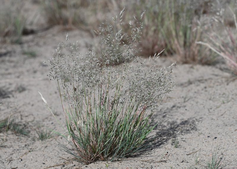 Gray Clubawn Grass photo 5