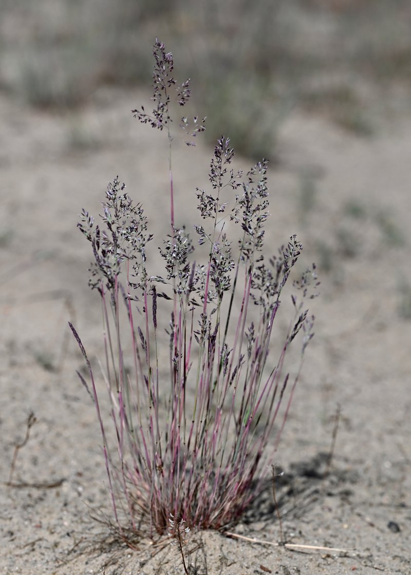 Gray Clubawn Grass photo 6