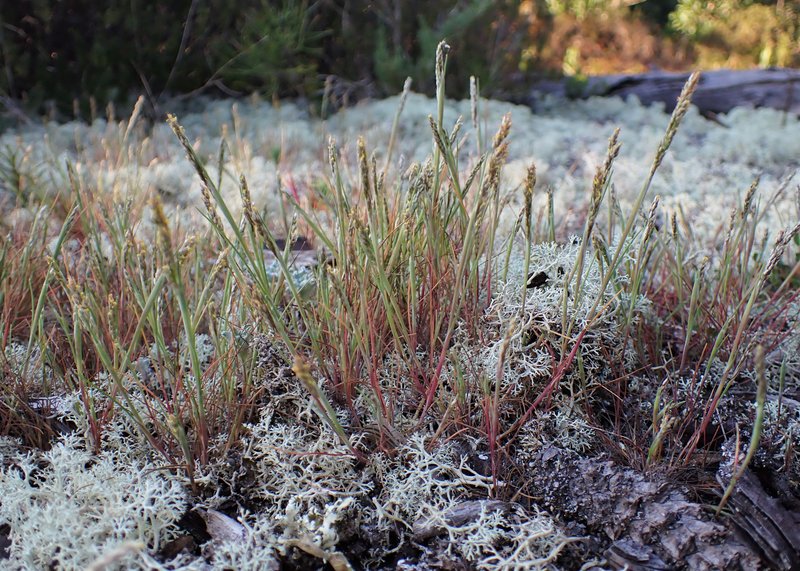 Gray Clubawn Grass photo 7